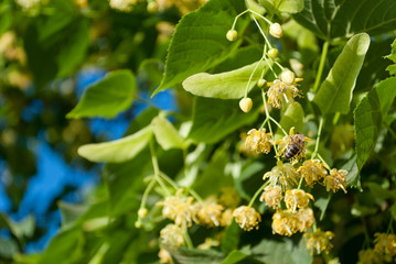 Branches fruit flowers linden, sitting bee, against the blue sky on a bright summer day, rest weekend cottage, tree branches green leaves