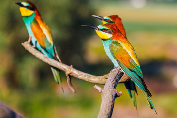 Obraz premium Three beautiful birds are sitting on a branch on a sunny day