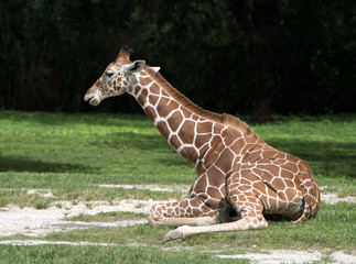 Young giraffe with tan colored and white square spotted coat is resting on green grass and sand with a dark green blurred background. © Dossy