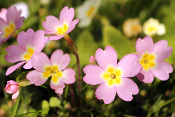 Fototapeta premium Pink primrose or primula vulgaris sibthorpii