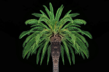 Coconut palm tree isolated on black background.