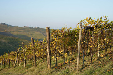 Fototapeta na wymiar Vineyards around Barolo, Piedmont - Italy