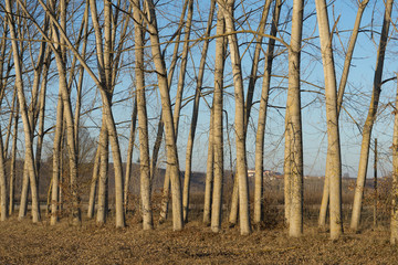 Meadow with poplar trees