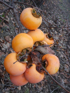 Persimmons hanging from the tree branch - Langhe, Piedmont