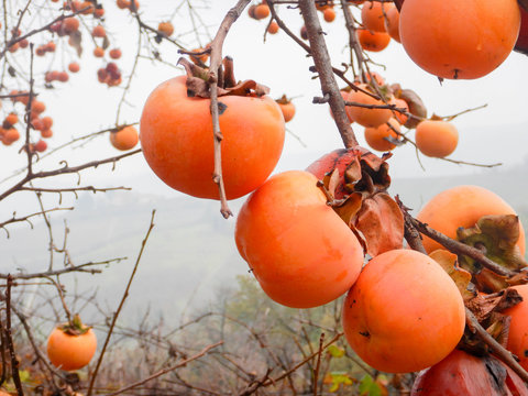 Persimmons hanging from the branch of the tree