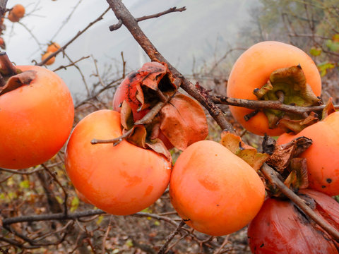 Persimmons hanging from the branch of the tree