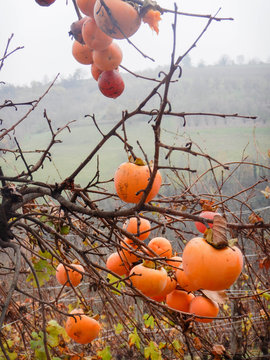 Persimmons hanging from the branch of the tree