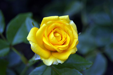 Yellow rose with raindrops on green background in the garden.