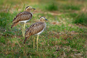 Double-striped Thick-knee - Burhinus bistriatus is stone-curlew family Burhinidae, resident breeder in Central and South America