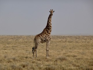 Naklejka na ściany i meble giraffe in national park Namibia africa