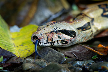 Boa Constrictor -  called the red-tailed boa or the common boa, is a species of large, non-venomous, heavy-bodied snake