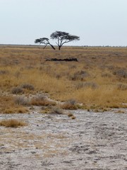 Africa Tree Acacia