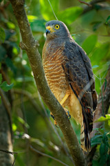 Roadside Hawk - Rupornis magnirostris relatively small bird of prey found in the Americas. This vocal species is often the most common raptor in its range
