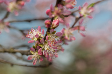 Kwitnące drzewo brzoskwinia - obrazy, fototapety, plakaty