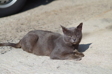 ひなたぼっこする黒猫