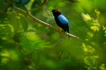 Long-tailed manakin - Chiroxiphia linearis species of bird in the Pipridae family native to Central America.