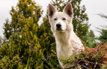 White Swiss Shepherd Dog outdoor in the field.
