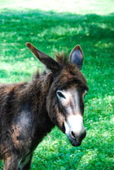 Donkey