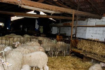 Milk sheep in a stable