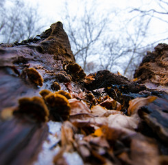 looking up on tree