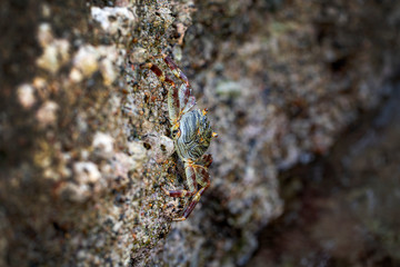 Krabbe an einem Felsen in Ägypten am Meer, close-up.