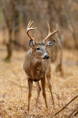 White-tailed Deer