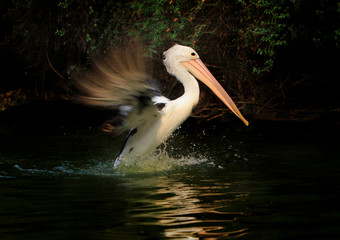 Pelicans are flapping their wings