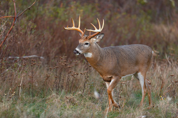 White-tailed Deer buck