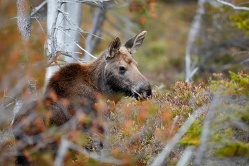 Moose