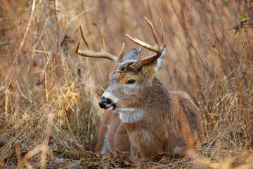 Naklejka na ściany i meble White-tailed Deer buck