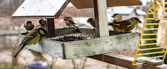 birds in the bird feeder