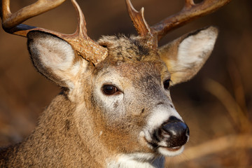 White-tailed Deer buck