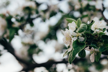 Apple tree branch, with white flowers, apple blossom in spring. pollination. trees in the park.