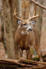 White-tailed Deer