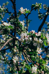 Apple tree branch, with white flowers, apple blossom in spring. pollination. trees in the park.