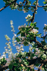 Apple tree branch, with white flowers, apple blossom in spring. pollination. trees in the park.