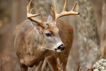White-tailed Deer Buck
