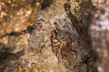 Krabbe an einem Felsen am Meer, close-up.