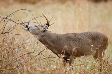 White-tailed Deer buck