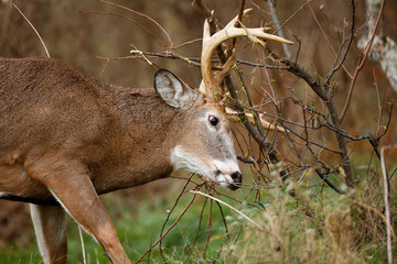 White-tailed Deer buck
