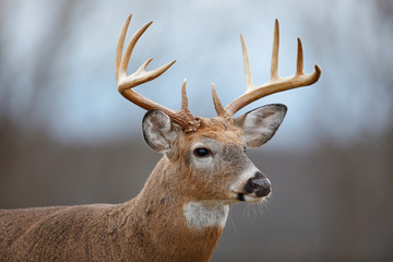 White-tailed Deer - obrazy, fototapety, plakaty