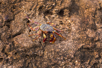 Krabbe an einem Felsen in Ägypten am Meer, close-up.