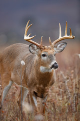 White-tailed Deer