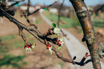 apple branch, with green leaves, new leaves, bud, buds, apple blossoms in spring. pollination. trees in the park. buds are blooming