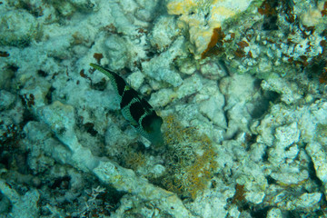 Coral Reef and Tropical reef fish shoal world landscape