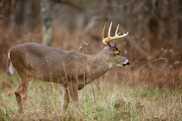 Obraz na płótnie Canvas White-tailed Deer