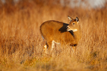 White-tailed Deer