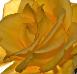 Yellow rose