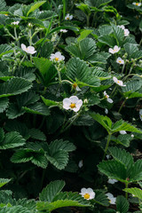 flowering strawberries, strawberries. white flowers, strawberry bushes in spring. Orchard