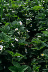 flowering strawberries, strawberries. white flowers, strawberry bushes in spring. Orchard